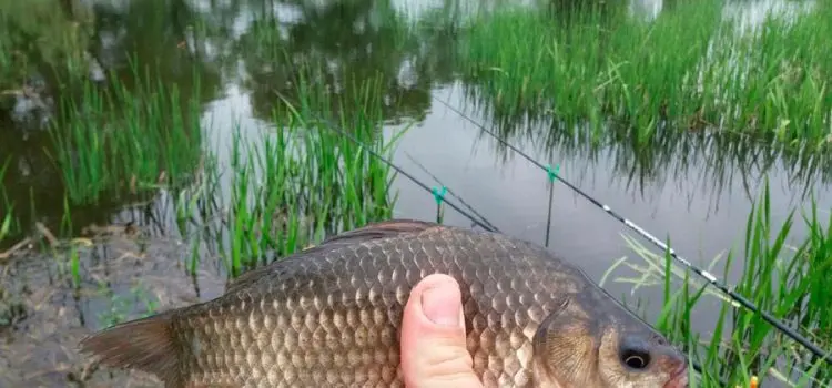 Catching crucian carp in the summer on a float rod: the right equipment, nozzles and bait