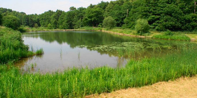 Catching crucian carp in the summer on a float rod: the right equipment, nozzles and bait