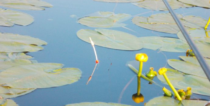 Catching crucian carp in the summer on a float rod: the right equipment, nozzles and bait