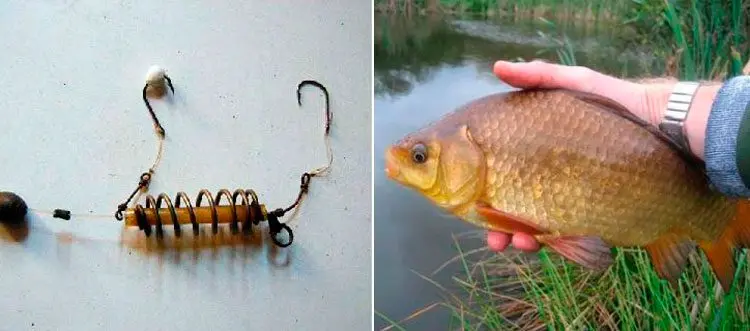 Catching crucian on a spring: how to make tackle and fishing technique