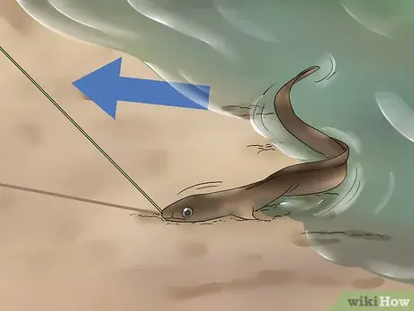 Catching eel in traps: tackle and secrets of catching river eel