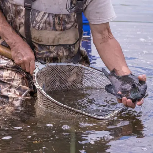 Catching goldfish: methods and gear for catching goldfish