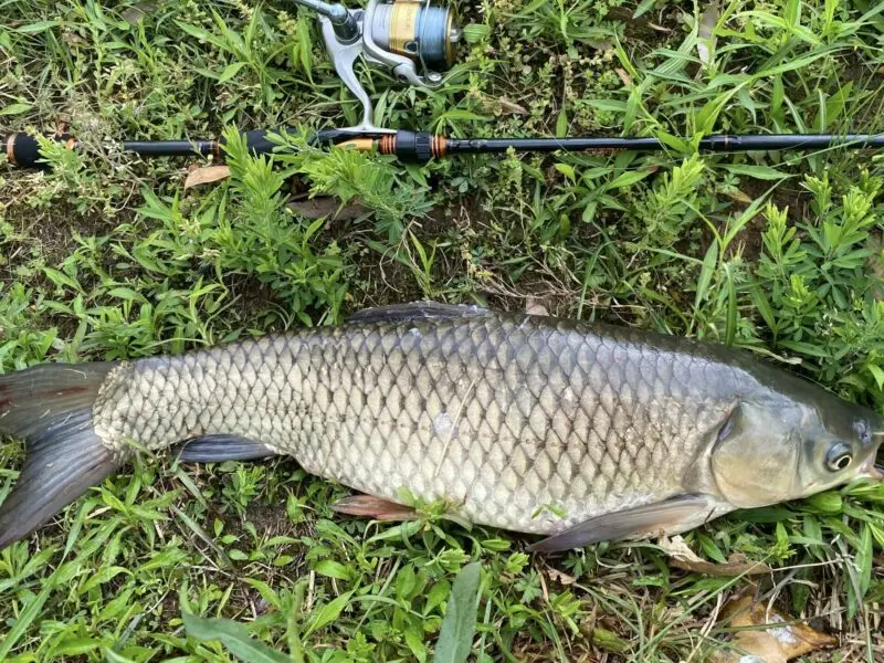 Catching grass carp in ponds: tackle and bait for fishing for grass carp