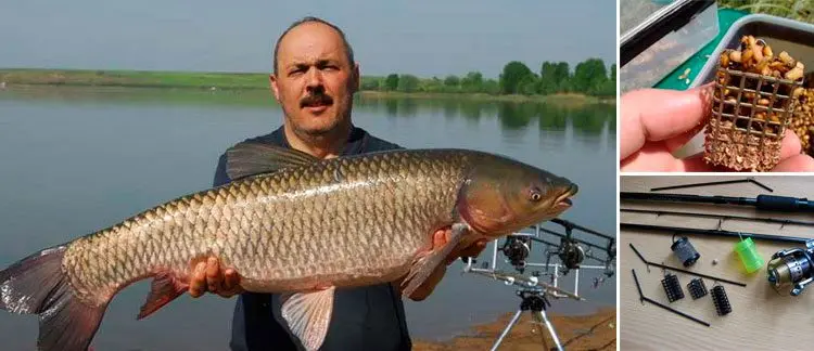 Catching grass carp on a feeder (spring, summer, autumn): tackle, bait