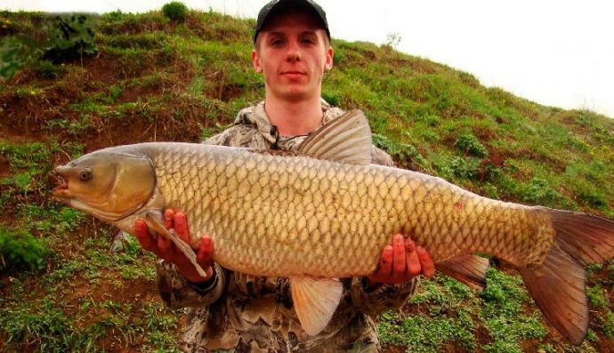 Catching grass carp on a feeder (spring, summer, autumn): tackle, bait