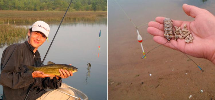 Catching grass carp on a float rod: baits, choosing a place for fishing