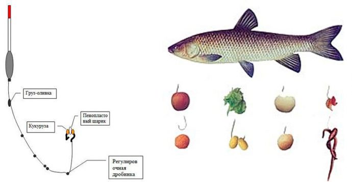 Catching grass carp on a float rod: baits, choosing a place for fishing