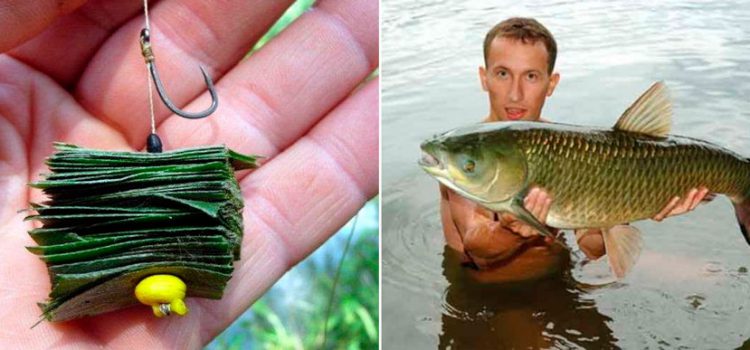 Catching grass carp on reeds: gear and fishing techniques