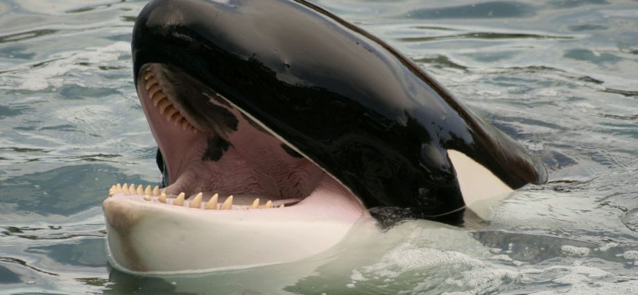 捕捉虎鲸：捕捉肋鞭和虎鲸-斯克里普纳的方法