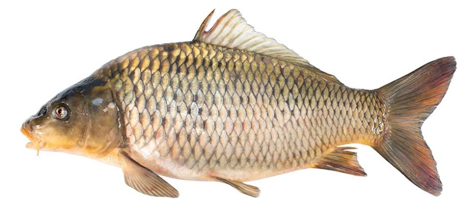 Catching Kutum: modi di catturà è habitat di pesci carpa