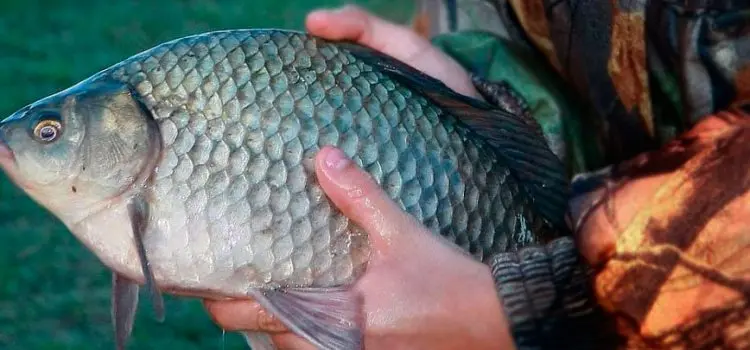 Catching large carp: on a float rod, on a feeder