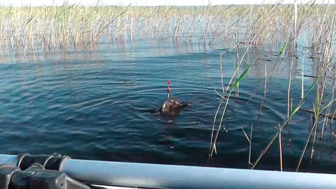 Catching large carp: on a float rod, on a feeder