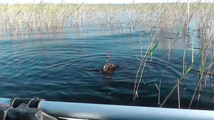 Catching large carp: on a float rod, on a feeder