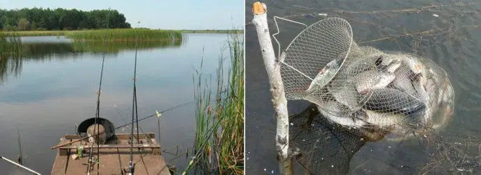 Catching large carp: on a float rod, on a feeder