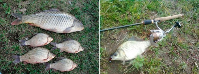 Catching large carp: on a float rod, on a feeder