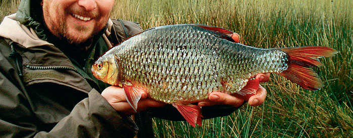 Catching large roach: bait and bait, tackle