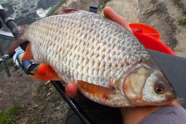 Catching large roach: bait and bait, tackle