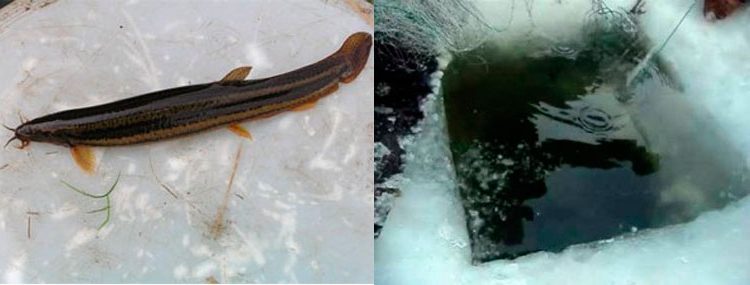 Catching loach in winter, choice of gear, fishing technique