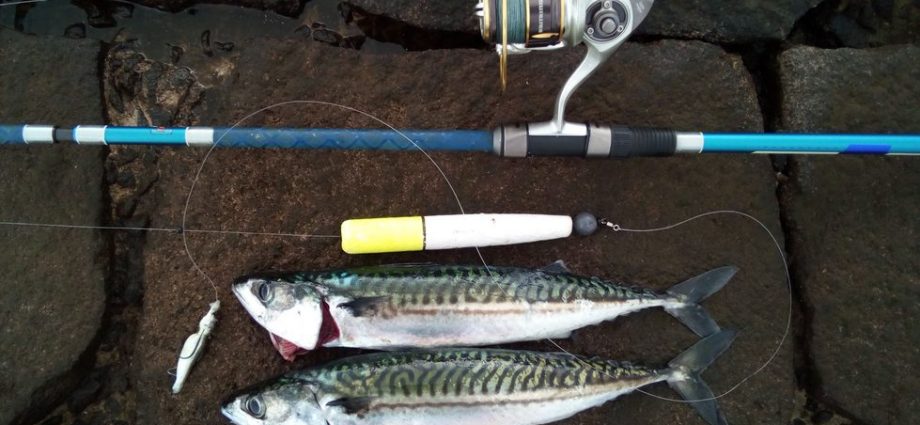 Catching Mackerel on a spinning rod: lures, methods and places for catching fish