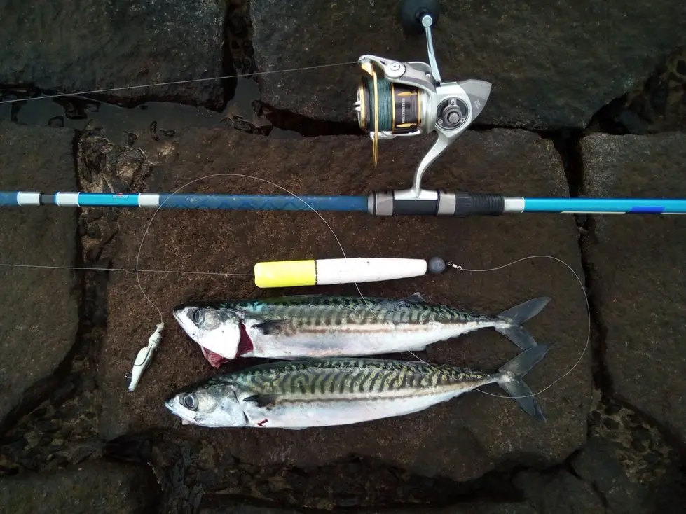 Catching Mackerel on a spinning rod: lures, methods and places for catching fish