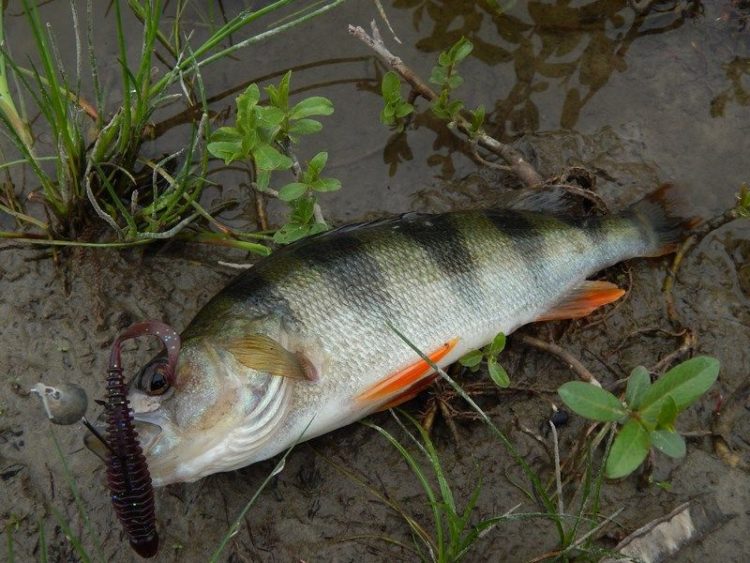 Catching perch in autumn for spinning: where to look and what to catch