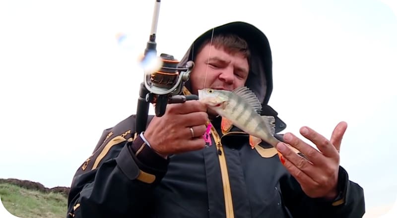 Catching perch in the spring on a float and spinning