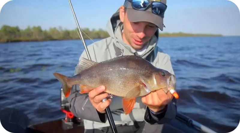 Catching perch in the spring on a float and spinning