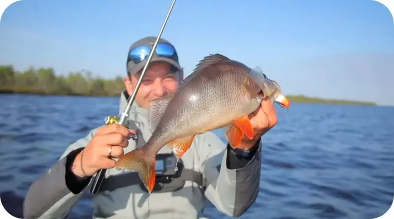 Catching perch in the spring on a float and spinning