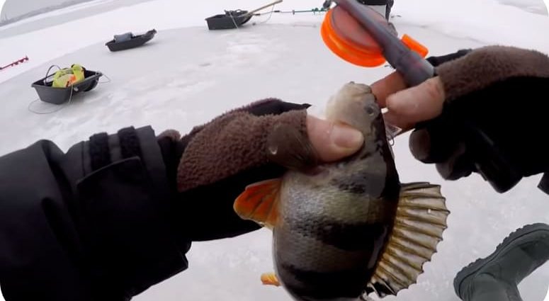 冬天用 mormyshka 釣鱸魚：釣魚的技巧和秘訣