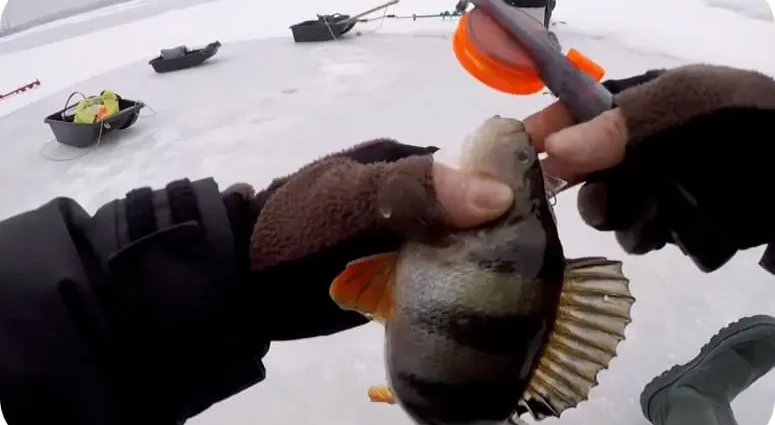 Catching perch in the winter on a mormyshka: tactics and secrets of fishing