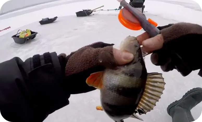 Catching perch in the winter on a mormyshka: tactics and secrets of fishing