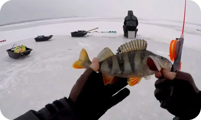 Catching perch in the winter on a mormyshka: tactics and secrets of fishing