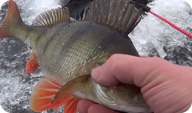 Catching perch in the winter on a mormyshka: tactics and secrets of fishing