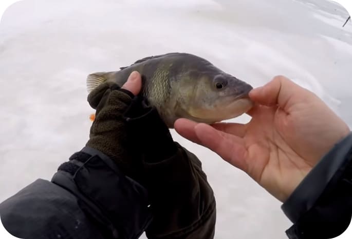 Catching perch in the winter on a mormyshka: tactics and secrets of fishing