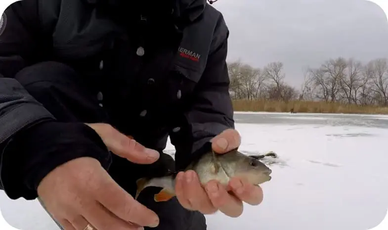 Catching perch in the winter on a mormyshka: tactics and secrets of fishing