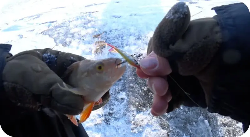 Catching perch on a balancer: fishing techniques and secrets