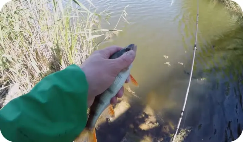 Catching perch on a balancer: fishing techniques and secrets