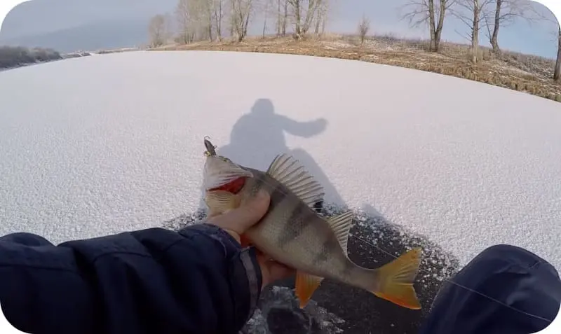 Catching perch on a balancer: fishing techniques and secrets