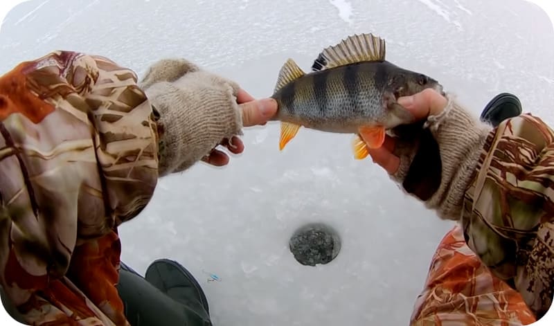 Catching perch on a balancer: fishing techniques and secrets