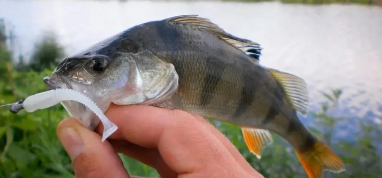 Catching perch on edible rubber: types, fishing technique, pros and cons