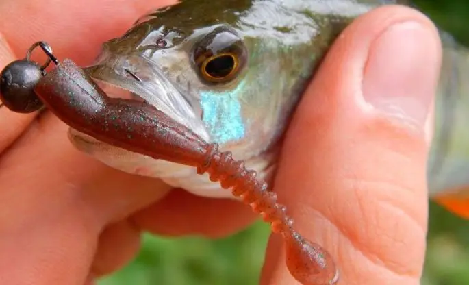 Catching perch on edible rubber: types, fishing technique, pros and cons