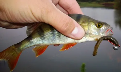 Catching perch on edible rubber: types, fishing technique, pros and cons