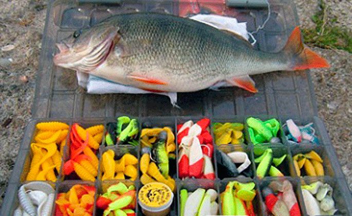 Catching perch on edible rubber: types, fishing technique, pros and cons