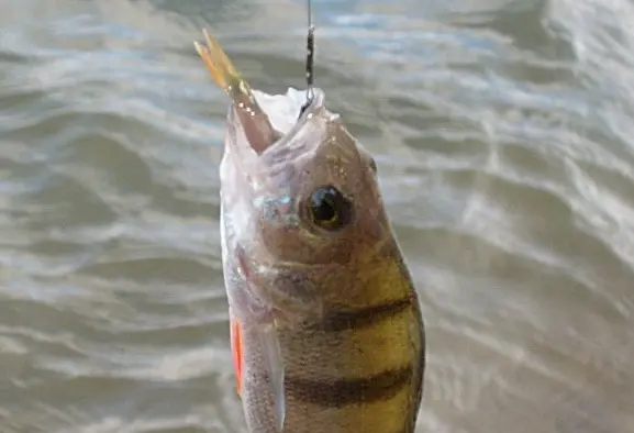 Catching perch on live bait, rigging a fishing rod, how to get and plant a live bait