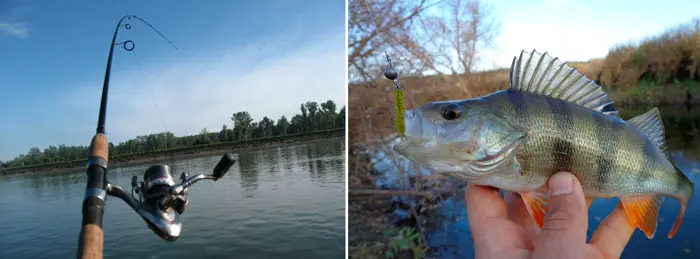 Catching perch on spinning: spring, summer, autumn. Lures and fishing techniques.