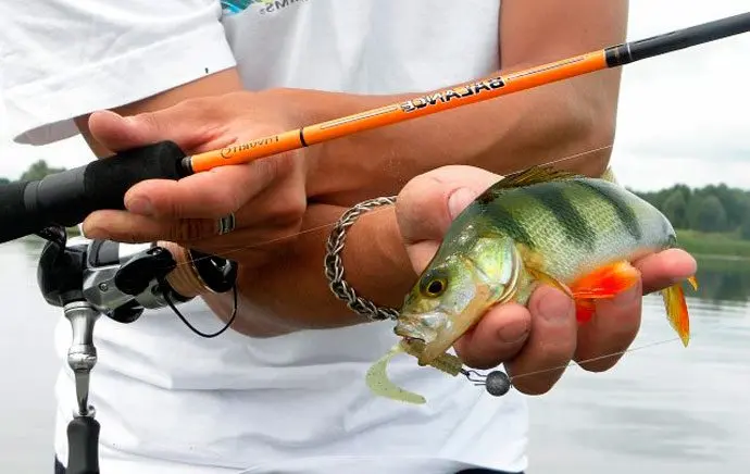 Catching perch on spinning: spring, summer, autumn. Lures and fishing techniques.