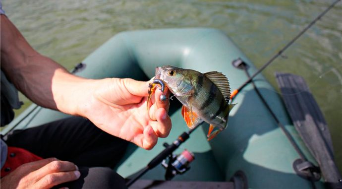 Catching perch on spinning: spring, summer, autumn. Lures and fishing techniques.