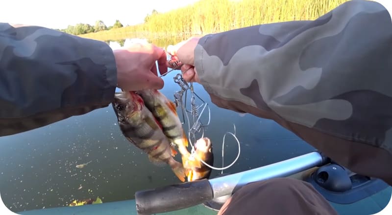 Catching perch on spinning: the secrets of the best catch