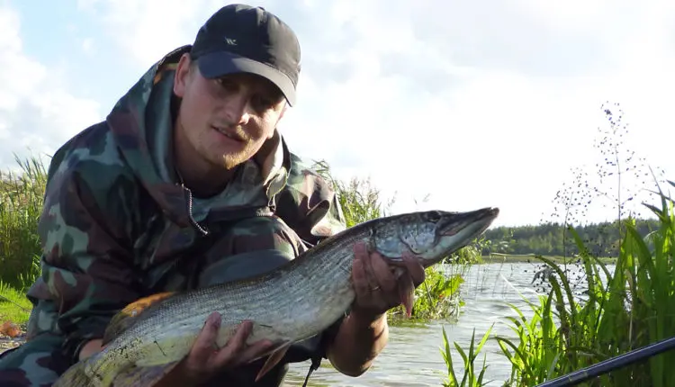 Catching pike in autumn on a revolver