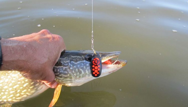 Catching pike in the spring on spinning